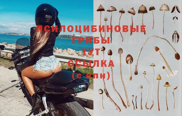 стафф Аркадак