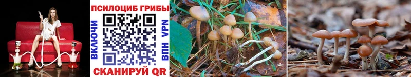 Псилоцибиновые грибы Psilocybine cubensis  где можно купить наркотик  блэк спрут зеркало  Мышкин 